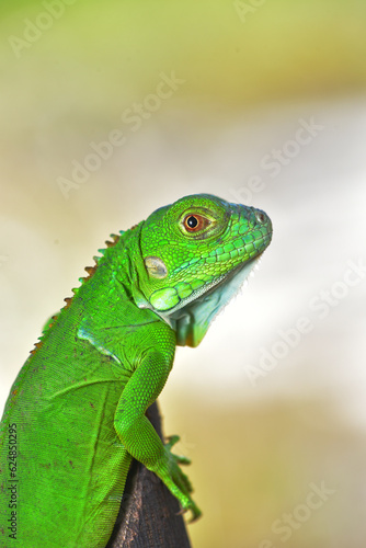 Close up photo of Green Iguana, Iguana iguana relaxing waiting for prey on a yellow flower