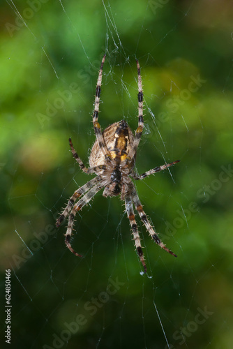 Araneus diadematus Garden Spider