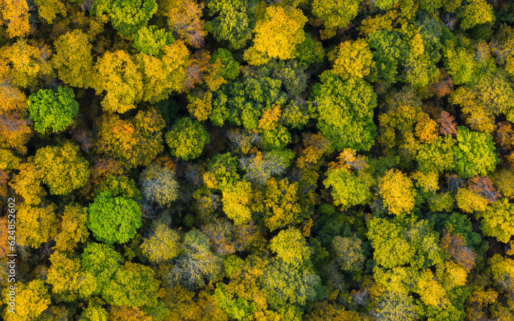 Wood seen from above in autumn. Forest. AI generative