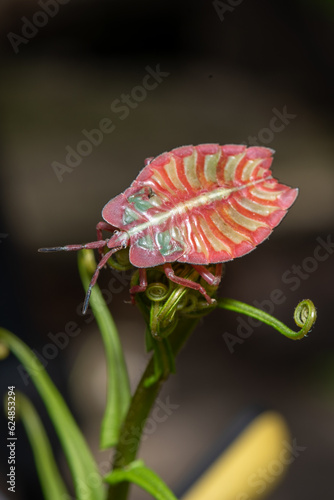 Pink Stink Bug, Tessaratomidae on a stalk photo