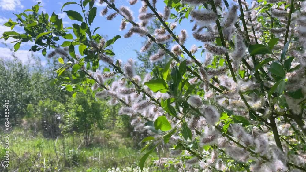 Closeup, poplar branch fluff falling down. Blooming poplar fluff seeds hang from green leaves