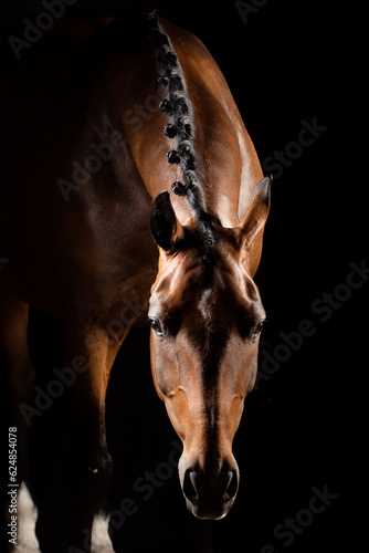 Portrait of dressage horse lowering head
