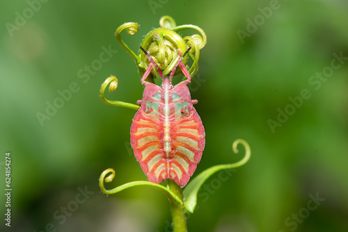 Pink Stink Bug, Tessaratomidae on a stalk