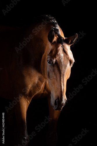 Portrait of dressage horse lowering his head