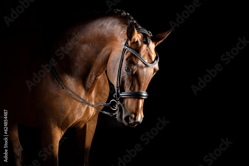 Portrait of dressage horse in bridle Fototapeta