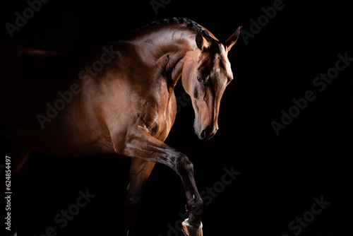 Portrait of horse lifting his leg