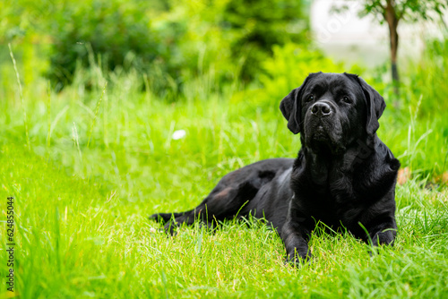 big black dog labrador