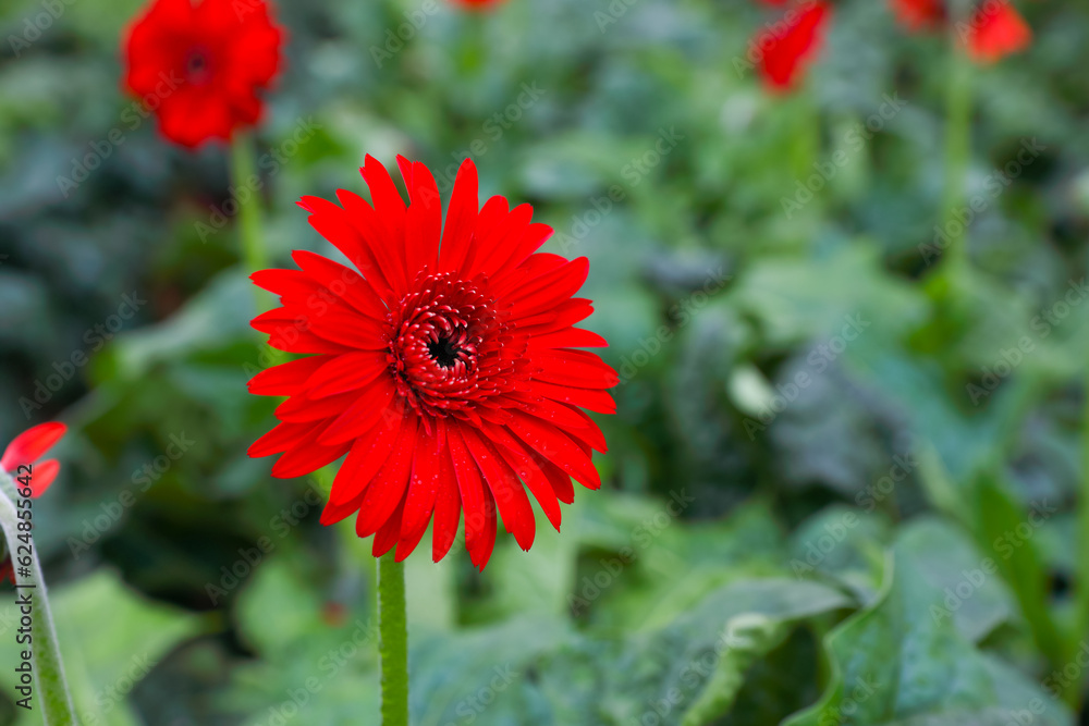 Beautiful white gerbera daisy flower growing up in flower farm
Beautiful white gerbera daisy flower growing up in flower farm