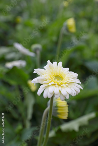 Beautiful white gerbera daisy flower in garden 