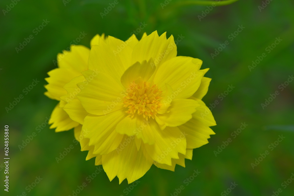 Cosmos sulphureus is a species of flowering plant in the sunflower family Asteraceae, also known as sulfur cosmos and yellow cosmos