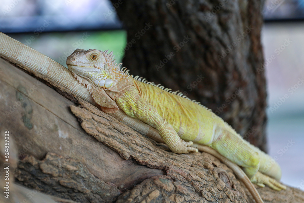 Fototapeta premium close up Iguana on dry wood