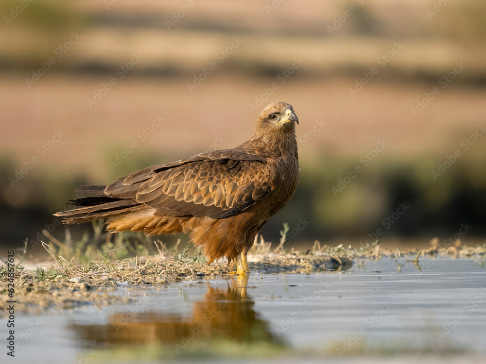 Fototapeta premium Black kite, Milvus migrans