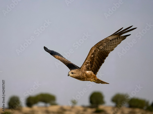 Black kite, Milvus migrans