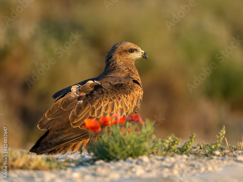 Valokuva Black kite, Milvus migrans