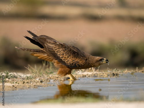 Billede på lærred Black kite, Milvus migrans