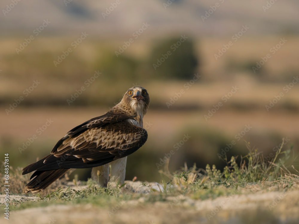 Booted eagle, Hieraaetus pennatus Booted eagle, Hieraaetus pennatus