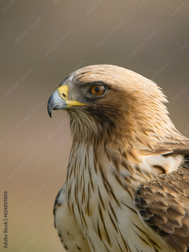 Booted eagle, Hieraaetus pennatus Booted eagle, Hieraaetus pennatus