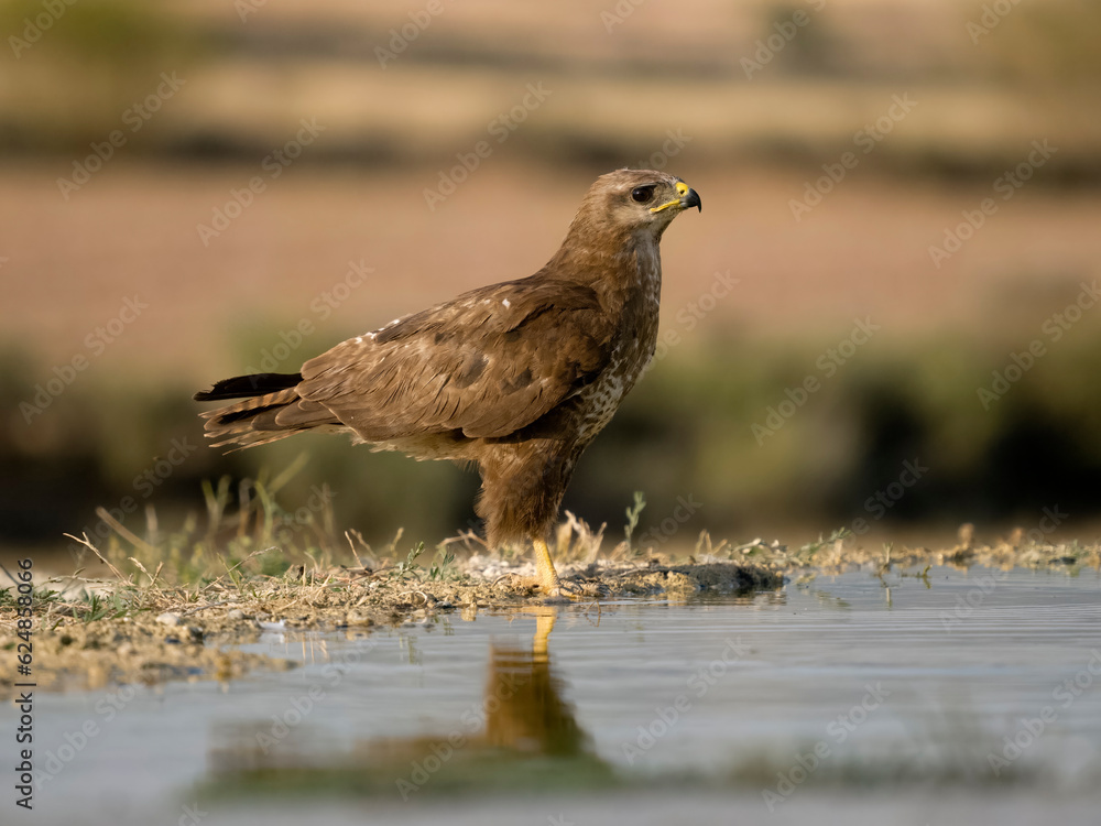 Common buzzard, Buteo buteo Common buzzard, Buteo buteo