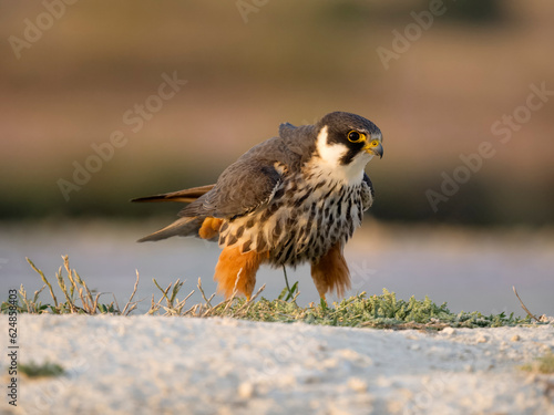 Hobby, Falco subbuteo photo