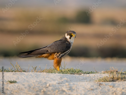 Hobby, Falco subbuteo