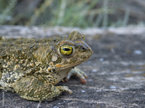Natterjack toad, Epidalea calamita, photo