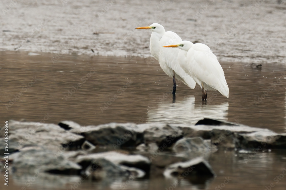 Two white great egrets standing in the river. Looking for food. Genus Egretta alba Two white great egrets standing in the river. Looking for food. Genus Egretta alba