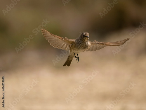 Spotted flycatcher, Muscicapa striata © Erni