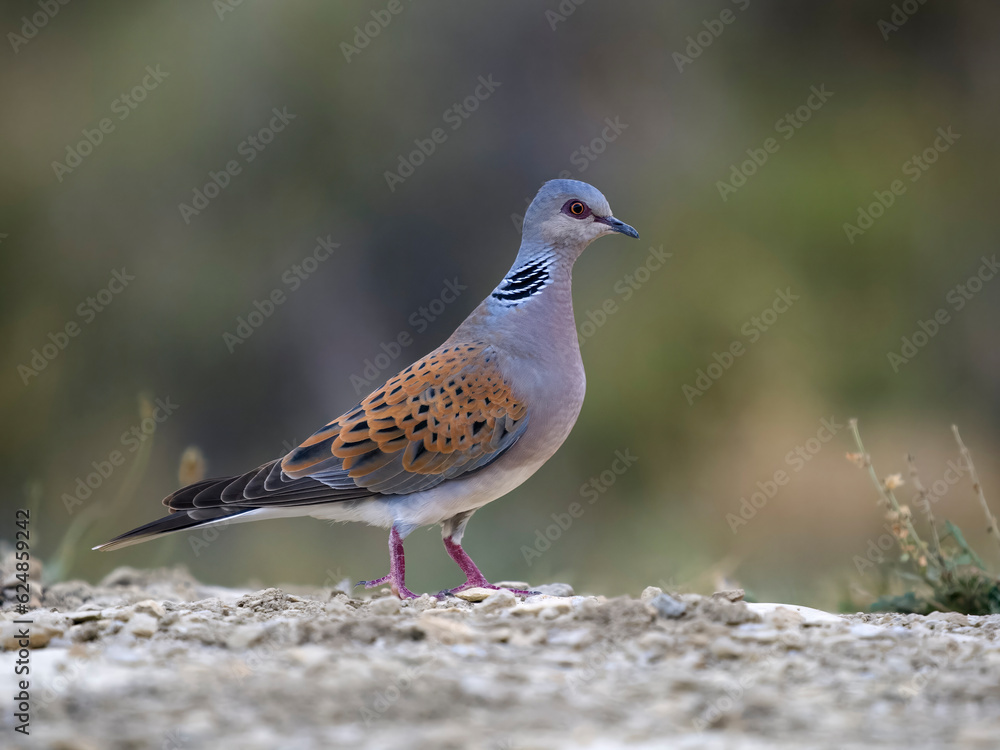 Turtle dove, Streptopelia turtur Turtle dove, Streptopelia turtur