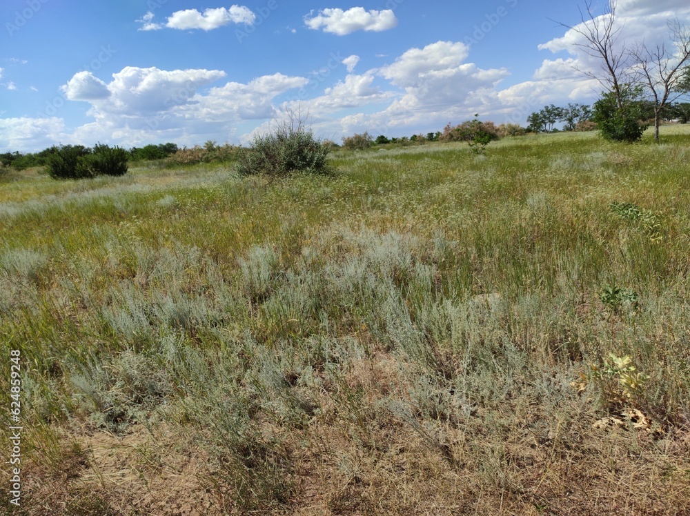 Fototapeta premium grass field