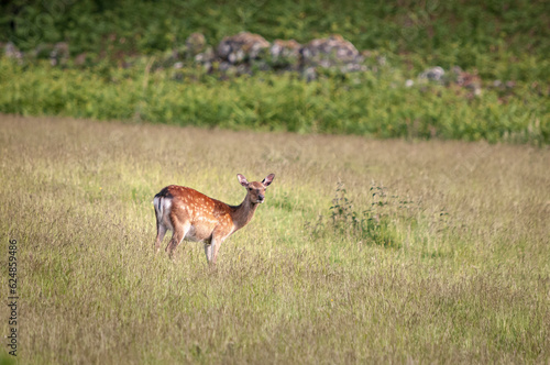 A summer HDR image of Red Deer Yearlings, Cervus elaphus scoticus, grazing in rural fields near Loch Ness, Scotland. 11 June 2023