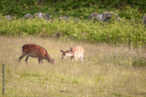 A summer HDR image of Red Deer Yearlings  Cervus elaphus scoticus  grazing in rural fields near Loch Ness  Scotland. 11 June 2023