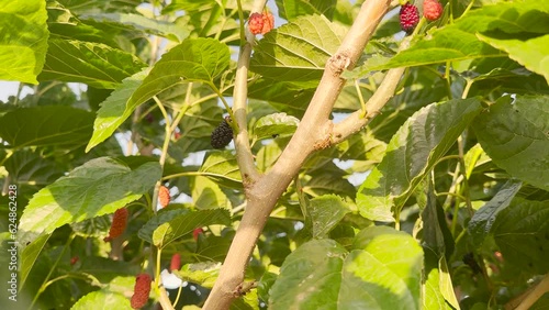 young beautiful gardener woman is collecting red berry, mulberry in garden, suntime, summer. Delicious organic healthy fresh food, red colored. photo