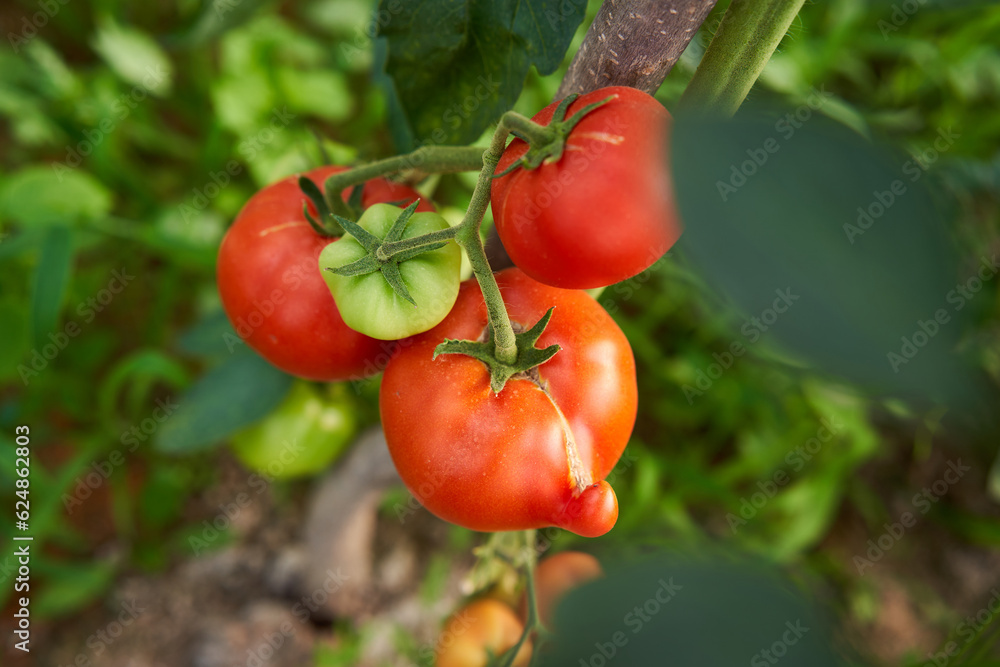 Ripening tomatoes in a greenhouse
