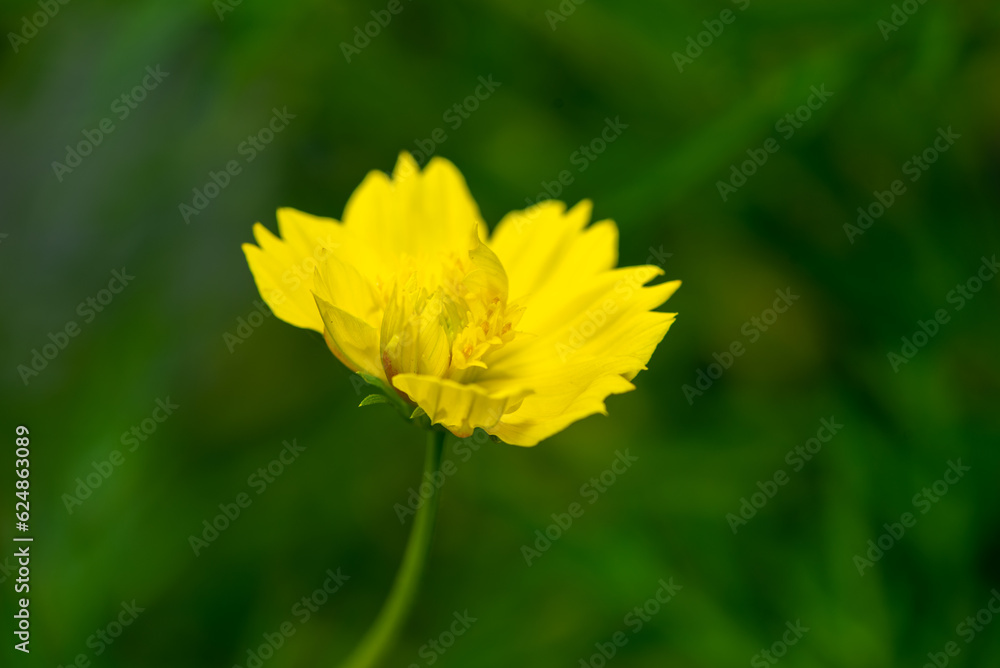 Cosmos sulphureus is a species of flowering plant in the sunflower family Asteraceae, also known as sulfur cosmos and yellow cosmos Cosmos sulphureus is a species of flowering plant in the sunflower family Asteraceae, also known as sulfur cosmos and yellow cosmos