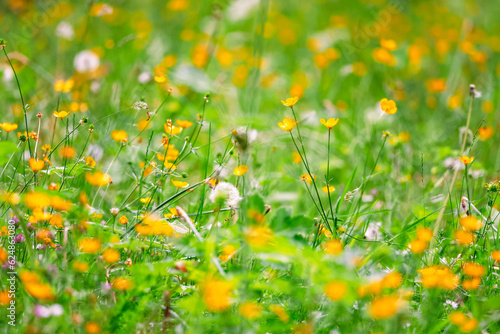 Canvas Print Wildflowers in bright yellow and green colors growing in summer field