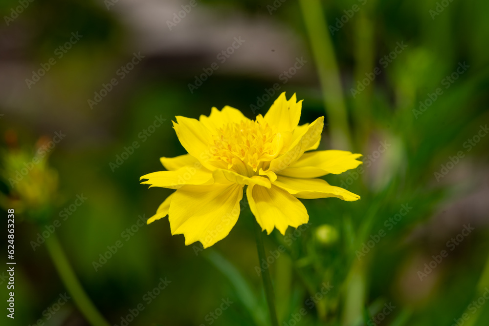 Cosmos sulphureus is a species of flowering plant in the sunflower family Asteraceae, also known as sulfur cosmos and yellow cosmos Cosmos sulphureus is a species of flowering plant in the sunflower family Asteraceae, also known as sulfur cosmos and yellow cosmos
