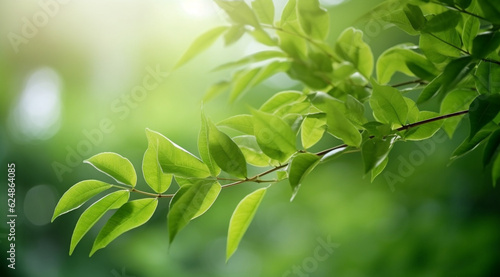Closeup beautiful view of nature green leaves on blurred greenery tree background