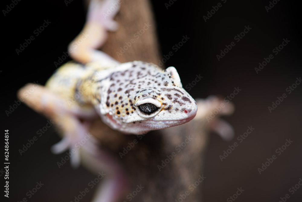 Naklejka premium Close up of the leopard gecko or common leopard gecko, Eublepharis macularius is a ground dwelling lizard native to the rocky dry grassland and desert regions