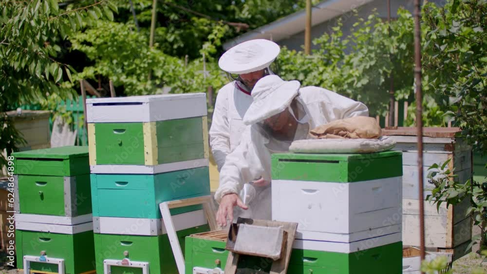 Two beekeeping amateurs started to develop a business with bees in their garden. Two male colleagues while calming the bees with a smoker and squeezing the honeycombs to drain the honey. Two beekeeping amateurs started to develop a business with bees in their garden. Two male colleagues while calming the bees with a smoker and squeezing the honeycombs to drain the honey.