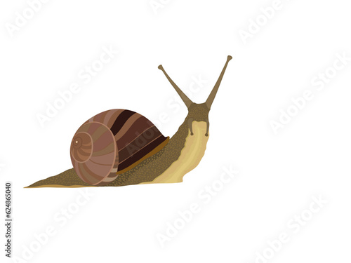 Fotografi Snail on a white background.