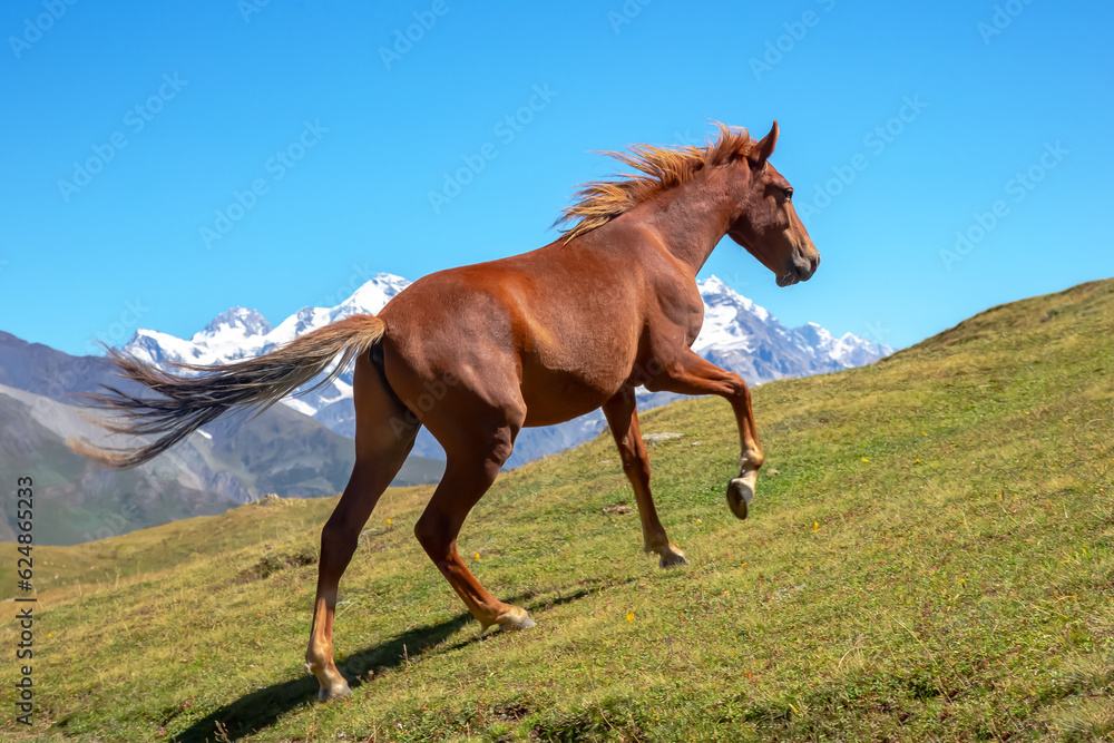 Obraz premium horse running in the green grass on a background of mountains. Trekking and travel in Georgia