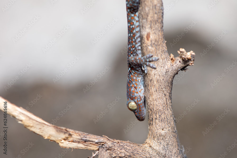 Fototapeta premium Close up of Tokay gecko, Gekko gecko on branch