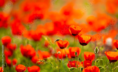 Spring  field of poppy flowers. The concept of the freshness of the morning nature. Spring landscape of red wildflowers. Beautiful landscape  pnorama long banner.