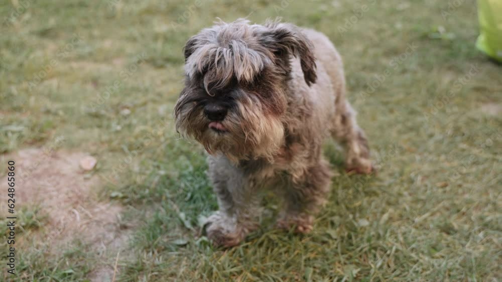 Elderly dog of pepper and salt color stands on grass, yawns and licks its lips. Overgrown miniature schnauzer wakes up before grooming in yard. Pet is waiting for command of owner. Elderly dog of pepper and salt color stands on grass, yawns and licks its lips. Overgrown miniature schnauzer wakes up before grooming in yard. Pet is waiting for command of owner.