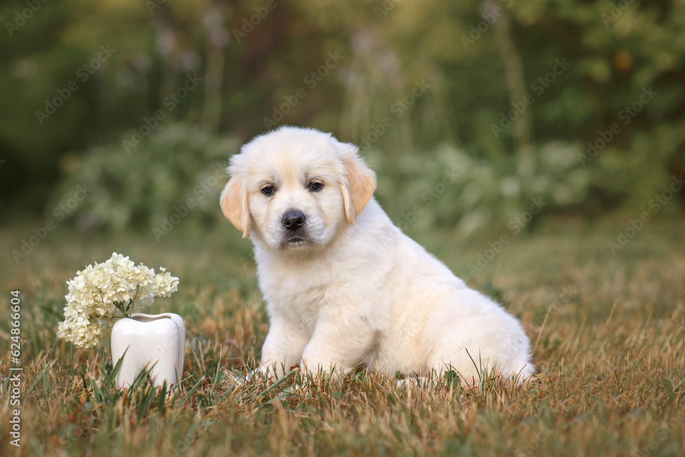 little cute puppy 6 weeks old dog golden retriever walks in the park on a walk in the summer at sunset little cute puppy 6 weeks old dog golden retriever walks in the park on a walk in the summer at sunset