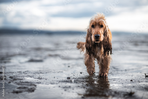 Obraz na płótnie Golden cocker spaniel on the beach dramatic wet