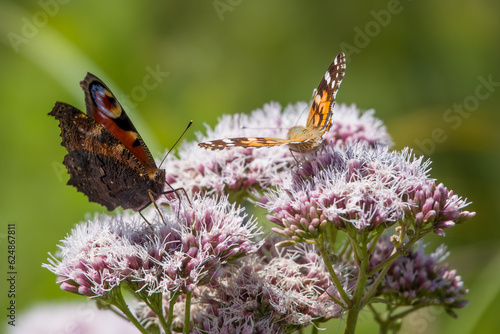 Canvas Print peacock and painted lady butterflies on frothy pink flowers of hemp agrimony