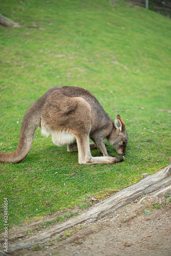 young kangaroo nibbling grass on a green lawn © Alevtina