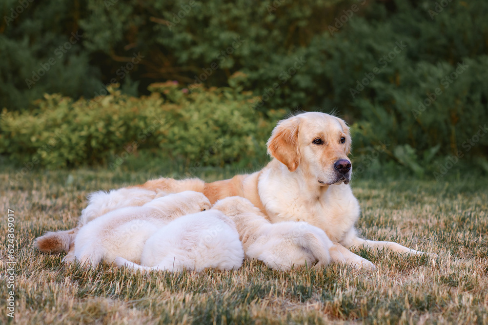 an adult golden retriever dog feeds its little puppies with its milk. golden retrievers in the summer in the park an adult golden retriever dog feeds its little puppies with its milk. golden retrievers in the summer in the park