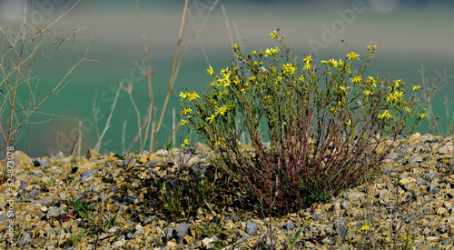 Bild auf Leinwand Neophyt: Schmalblättriges Greiskraut (Senecio inaequidens) // Narrow-leaved ragw